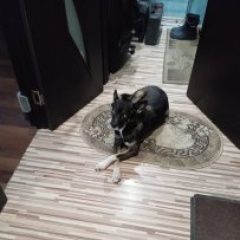 Подробнее об объявлении «Пропала собака помесь овчарки с хаски. окрас тёмный. Новосибирск» Фото: пропала собака  «Пропала собака помесь овчарки с хаски. окрас...» в г. Новосибирск