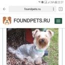 Подробнее об объявлении «Нарофоминск Пропала собака» Фото: пропала собака Йоркширский терьер «Нарофоминск Пропала собака» в г. Нарофоминск