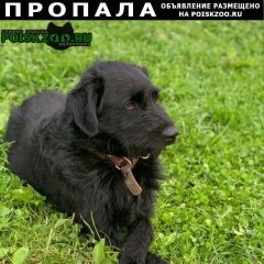 Подробнее об объявлении «Пропала собака кобель рич Москва» Фото: пропала собака  «Пропала собака кобель рич Москва» в г. Москва