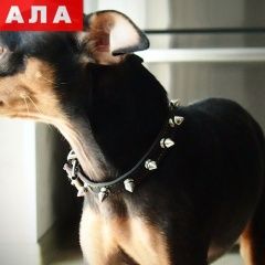 Подробнее об объявлении «Пропала собака кобель Ставрополь» Фото: пропала собака Русский той-терьер «Пропала собака кобель Ставрополь» в г. Ставрополь