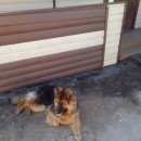 Подробнее об объявлении «Пропала собака любимая собака сотниково Улан-Удэ» Фото: пропала собака Немецкая овчарка «Пропала собака любимая собака сотниково Улан-Удэ» в г. Улан-Удэ