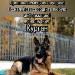 Подробнее об объявлении «Пропала собака вознаграждение Курган» Фото: пропала собака Немецкая овчарка «Пропала собака вознаграждение Курган» в г. Курган