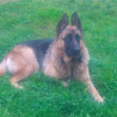 Подробнее об объявлении «Кировск Пропала собака немецкая овчарка» Фото: пропала собака  «Кировск Пропала собака немецкая овчарка» в г. Кировск