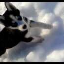 Подробнее об объявлении «Белгород Пропала собака» Фото: пропала собака Сибирская хаски «Белгород Пропала собака» в г. Белгород