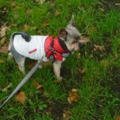 Подробнее об объявлении «Пропала собака кобель до сих пор ищем и ждем дома   Москва» Фото: пропала собака Йоркширский терьер «Пропала собака кобель до сих пор ищем и ждем...» в г. Москва