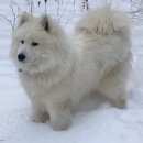 Подробнее об объявлении «Миасс Пропала собака кобель» Фото: пропала собака Самоедская лайка «Миасс Пропала собака кобель» в г. Миасс