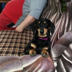 Подробнее об объявлении «Геленджик Пропала собака кобель» Фото: пропала собака Такса «Геленджик Пропала собака кобель» в г. Геленджик