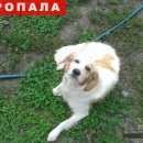 Подробнее об объявлении «Шацк Пропала собака кобель метис(помесь болонки и спаниеля)» Фото: пропала собака Английский кокер-спаниель «Шацк Пропала собака кобель метис(помесь болонки...» в г. Шацк