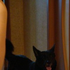 Подробнее об объявлении «Пропала собака кобель Кострома» Фото: пропала собака  «Пропала собака кобель Кострома» в г. Кострома