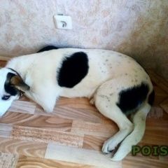 Подробнее об объявлении «Пропала собака Москва» Фото: пропала собака  «Пропала собака Москва» в г. Москва