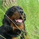 Подробнее об объявлении «Пропала собака шотландский сеттер, сука, лет Самара» Фото: пропала собака Шотландский сеттер (гордон) «Пропала собака шотландский сеттер, сука, лет...» в г. Самара