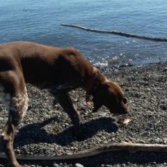 Подробнее об объявлении «Анапа Пропала собака курцхар сука» Фото: пропала собака Курцхаар «Анапа Пропала собака курцхар сука» в г. Анапа