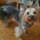 Подробнее об объявлении «Алупка Пропала собака помогите найти собаку прошу» Фото: пропала собака Йоркширский терьер «Алупка Пропала собака помогите найти собаку прошу» в г. Алупка