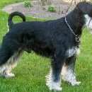 Подробнее об объявлении «Киржач Пропала собака кобель» Фото: пропала собака Цвергшнауцер «Киржач Пропала собака кобель» в г. Киржач