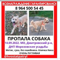 Подробнее об объявлении «Пропала собака местность не знает Икша» Фото: пропала собака  «Пропала собака местность не знает Икша» в г. Икша