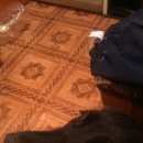 Подробнее об объявлении «Пропала собака Орехово-Зуево» Фото: пропала собака  «Пропала собака Орехово-Зуево» в г. Орехово-Зуево