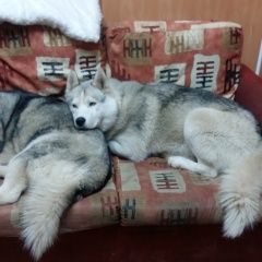 Подробнее об объявлении «Киров (Кировская обл.) Пропала собака ищем любимцев семьи» Фото: пропала собака Сибирская хаски «Киров (Кировская обл.) Пропала собака ищем...» в г. Киров (Кировская обл.)
