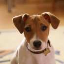 Подробнее об объявлении «Воронеж Пропала собака кобель джек рассел терьер» Фото: пропала собака Джек рассел терьер «Воронеж Пропала собака кобель джек рассел терьер» в г. Воронеж