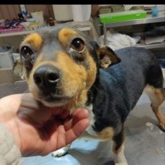 Подробнее об объявлении «Пропала собака Москва» Фото: пропала собака  «Пропала собака Москва» в г. Москва