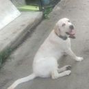 Подробнее об объявлении «Грязи Пропала собака кобель» Фото: пропала собака Лабрадор ретривер «Грязи Пропала собака кобель» в г. Грязи