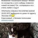 Подробнее об объявлении «Орел Пропала собака кобель» Фото: пропала собака Чихуахуа «Орел Пропала собака кобель» в г. Орел