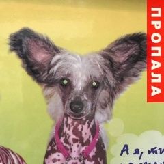 Подробнее об объявлении «Омск Пропала собака» Фото: пропала собака Китайская хохлатая собака «Омск Пропала собака» в г. Омск