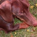 Подробнее об объявлении «Воронеж Пропала собака кобель» Фото: пропала собака Такса «Воронеж Пропала собака кобель» в г. Воронеж