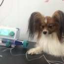 Подробнее об объявлении «Пропала собака кобель кличка хантер. папийон.04.05.2017 Санкт-Петербург» Фото: пропала собака Папильон ( папийон) «Пропала собака кобель кличка хантер....» в г. Санкт-Петербург