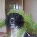 Подробнее об объявлении «Тейково Пропала собака кобель» Фото: пропала собака Русский охотничий спаниель «Тейково Пропала собака кобель» в г. Тейково