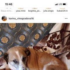 Подробнее об объявлении «Краснодар Пропала собака кобель» Фото: пропала собака  «Краснодар Пропала собака кобель» в г. Краснодар