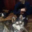 Подробнее об объявлении «Пропала собака Владикавказ» Фото: пропала собака Сибирская хаски «Пропала собака Владикавказ» в г. Владикавказ