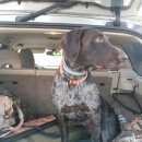 Подробнее об объявлении «Нарофоминск Пропала собака кобель» Фото: пропала собака Дратхаар «Нарофоминск Пропала собака кобель» в г. Нарофоминск