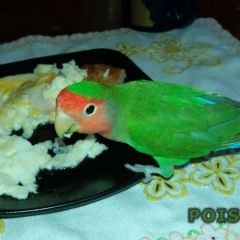 Подробнее об объявлении «Подольск Пропал попугай» Фото: пропало другое животное  «Подольск Пропал попугай» в г. Подольск