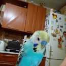 Подробнее об объявлении «Москва Пропал попугай волнистый попугайчик» Фото: пропало другое животное  «Москва Пропал попугай волнистый попугайчик» в г. Москва