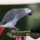 Подробнее об объявлении «Санкт-Петербург Пропал попугай жако» Фото: пропало другое животное  «Санкт-Петербург Пропал попугай жако» в г. Санкт-Петербург