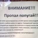 Подробнее об объявлении «Санкт-Петербург Пропал попугай» Фото: пропало другое животное  «Санкт-Петербург Пропал попугай» в г. Санкт-Петербург