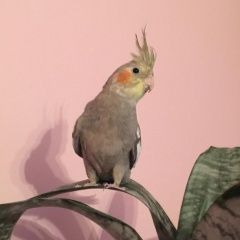 Подробнее об объявлении «Дмитров Пропал попугай корелла» Фото: пропало другое животное  «Дмитров Пропал попугай корелла» в г. Дмитров