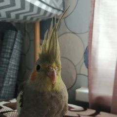 Подробнее об объявлении «Пропал попугай Нижний Новгород» Фото: пропало другое животное  «Пропал попугай Нижний Новгород» в г. Нижний Новгород