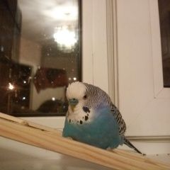 Подробнее об объявлении «Пропал попугай Нижний Новгород» Фото: пропало другое животное  «Пропал попугай Нижний Новгород» в г. Нижний Новгород