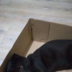 Подробнее об объявлении «Краснодар Пропало домашнее животное» Фото: пропало другое животное  «Краснодар Пропало домашнее животное» в г. Краснодар