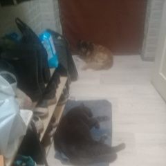 Подробнее об объявлении «Верхняя Пышма Пропало домашнее животное кот» Фото: пропало другое животное  «Верхняя Пышма Пропало домашнее животное кот» в г. Верхняя Пышма