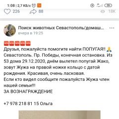 Подробнее об объявлении «Севастополь Пропал попугай жако» Фото: пропало другое животное  «Севастополь Пропал попугай жако» в г. Севастополь