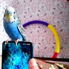 Подробнее об объявлении «Пропал попугай. Нижний Новгород» Фото: пропало другое животное  «Пропал попугай. Нижний Новгород» в г. Нижний Новгород