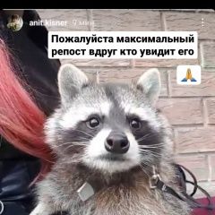 Подробнее об объявлении «Пропало домашнее животное енот Ростов-на-Дону» Фото: пропало другое животное  «Пропало домашнее животное енот Ростов-на-Дону» в г. Ростов-на-Дону