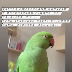 Подробнее об объявлении «Пропал попугай Нижний Новгород» Фото: пропало другое животное  «Пропал попугай Нижний Новгород» в г. Нижний Новгород