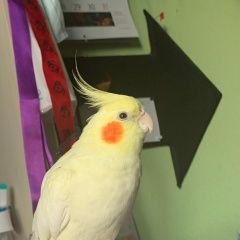 Подробнее об объявлении «Пропал попугай корелла потерялась Москва» Фото: пропало другое животное  «Пропал попугай корелла потерялась Москва» в г. Москва