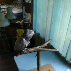 Подробнее об объявлении «Пропал попугай краснохвостый жако Москва» Фото: пропало другое животное  «Пропал попугай краснохвостый жако Москва» в г. Москва