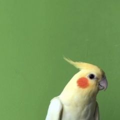 Подробнее об объявлении «Пропал попугай Москва» Фото: пропало другое животное  «Пропал попугай Москва» в г. Москва