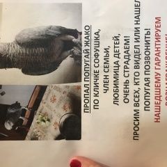 Подробнее об объявлении «Пропал попугай улетел попугай жако Зеленоград» Фото: пропало другое животное  «Пропал попугай улетел попугай жако Зеленоград» в г. Зеленоград