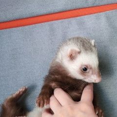 Подробнее об объявлении «Пропал хорёк Москва» Фото: пропало другое животное  «Пропал хорёк Москва» в г. Москва